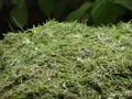 Freshly cut pile of grass clippings or cuttings, mown lawn or gardens in England Royalty Free Stock Photo