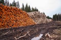 Freshly cut and piled lumber as a raw material