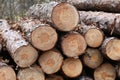 Freshly cut pine tree logs in forest outdoors Royalty Free Stock Photo