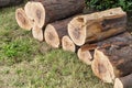 Freshly cut pine wood logs