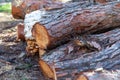 Freshly cut pine wood logs piled up near a forest road Royalty Free Stock Photo