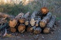 Freshly cut pine wood logs piled up near a forest road Royalty Free Stock Photo