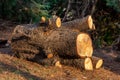 Freshly cut pine wood logs piled up near a forest road Royalty Free Stock Photo