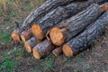 Freshly cut pine wood logs piled up near a forest road Royalty Free Stock Photo