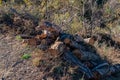 Freshly cut pine wood logs piled up near a forest road Royalty Free Stock Photo