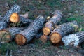 Freshly cut pine wood logs piled up near a forest road Royalty Free Stock Photo