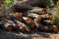 Freshly cut pine wood logs piled up near a forest road Royalty Free Stock Photo