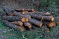 Freshly cut pine wood logs piled up near a forest road Royalty Free Stock Photo