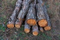 Freshly cut pine wood logs piled up near a forest road Royalty Free Stock Photo