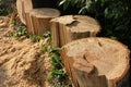 Freshly cut poplar tree with annual rings. Close-up of round logs on blurred nature background. Royalty Free Stock Photo