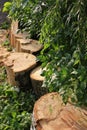 Freshly cut poplar tree with annual rings. Close-up of round logs on blurred nature background. Royalty Free Stock Photo