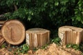 Freshly cut poplar tree with annual rings. Close-up of round logs on blurred nature background. Royalty Free Stock Photo