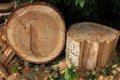 Freshly cut poplar tree with annual rings. Close-up of round logs on blurred nature background. Royalty Free Stock Photo