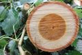 Freshly cut poplar tree with annual rings. Close-up of round logs on blurred nature background. The texture of a fresh sawn wood Royalty Free Stock Photo