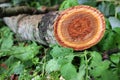 Freshly cut poplar tree with annual rings. Close-up of round logs on blurred nature background. The texture of a fresh sawn wood Royalty Free Stock Photo