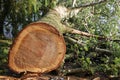 Freshly cut poplar tree with annual rings. Close-up of round trunk on river background. Royalty Free Stock Photo