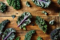 Freshly cut purple Kale leaves Royalty Free Stock Photo