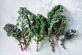 Freshly cut purple Kale leaves on a light textured background Royalty Free Stock Photo