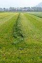 Freshly cut and raked grass meadow with long symmetric mounds of fresh green grass
