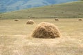 Freshly cut and raked hay stacks in a farm field Royalty Free Stock Photo