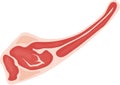 Freshly cut red meat with visible bone, presenting a nutritious protein option for maintaining a balanced diet, isolated