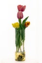 Freshly cut red orange tulips in a clear glass vase Royalty Free Stock Photo