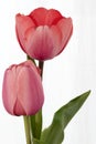 Freshly cut red orange tulips in a clear glass vase Royalty Free Stock Photo