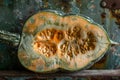 Freshly Cut Ripe Pumpkin on Rustic Background with Visible Seeds and Pulp Royalty Free Stock Photo