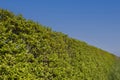 Freshly cut roadside boundary hedge in English countryside.