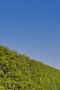 Freshly cut roadside boundary hedge in English countryside.