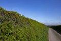 Freshly cut roadside boundary hedge in English countryside.