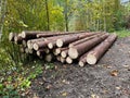 Freshly Cut Spruce Logs Stacked by a Forest Path Royalty Free Stock Photo