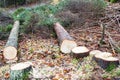 Freshly cut spruce and stumps