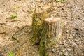 Freshly cut stump in the forest. tree stump in the park. Early spring Royalty Free Stock Photo