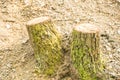 Freshly cut stump in the forest. tree stump in the park. Early spring Royalty Free Stock Photo