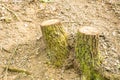 Freshly cut stump in the forest. tree stump in the park. Early spring Royalty Free Stock Photo