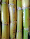 Freshly cut sugarcanes in close-up with beautyful color green and yellow