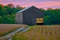 Freshly cut tobacco hanging in a tobacco barn with gravel road