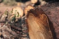 Freshly cut tree with annual rings. Close-up of round trunk with drops of resin. Selective focus.