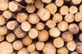 Freshly cut tree logs in a big pile. Royalty Free Stock Photo