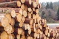 Freshly cut tree logs in a big pile. Royalty Free Stock Photo