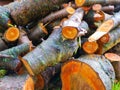 Freshly cut tree logs. Cut pine logs. Close-up. Firewood for the winter. Bouquet of many fresh logs. Wet logs. Orange color cut Royalty Free Stock Photo