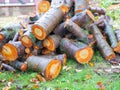 Freshly cut tree logs. Cut pine logs. Close-up. Firewood for the winter. Bouquet of many fresh logs. Wet logs. Orange color cut Royalty Free Stock Photo