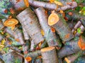 Freshly cut tree logs. Cut pine logs. Close-up. Firewood for the winter. Bouquet of many fresh logs. Wet logs. Orange color cut Royalty Free Stock Photo