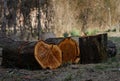 Freshly Cut Tree Logs. Royalty Free Stock Photo