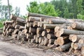 Freshly cut tree logs Royalty Free Stock Photo