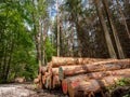 Freshly cut tree logs piled up