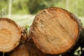 Freshly cut tree logs are stacked in the forest during sunset. Pine logs before loading and transportation. Illegal logging