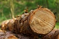 Freshly cut tree logs are stacked in the forest during sunset. Pine logs before loading and transportation. Illegal logging