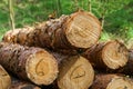 Freshly cut tree logs are stacked in the forest during sunset. Pine logs before loading and transportation. Illegal logging